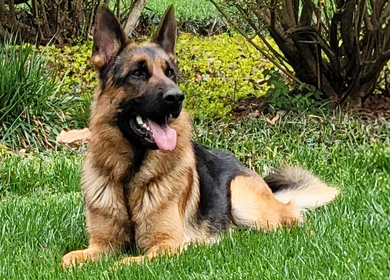 Logo for Baumwolle German Shepherds