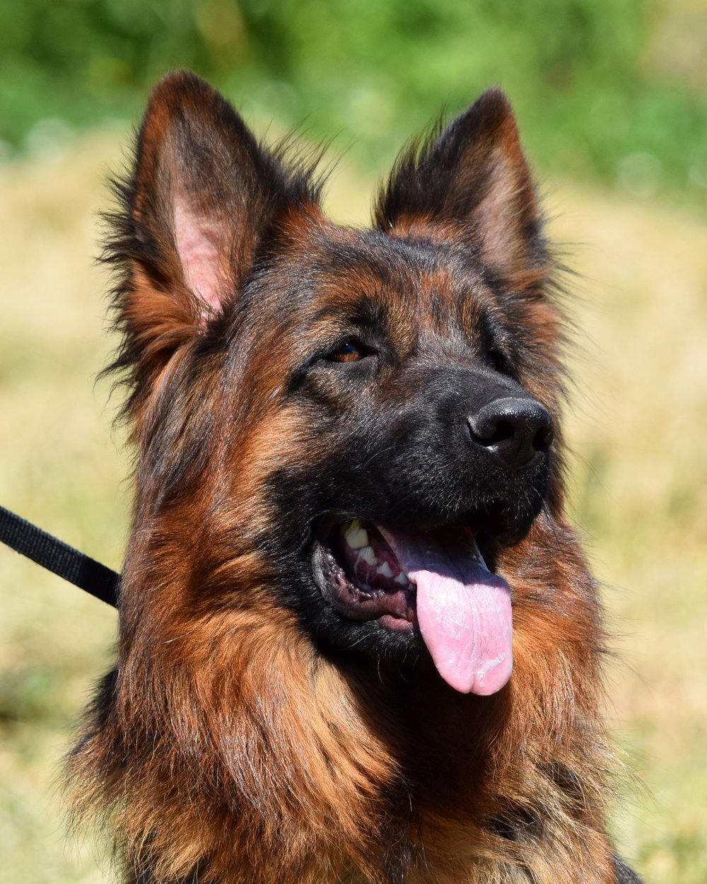 Logo for Stronghold German Shepherds