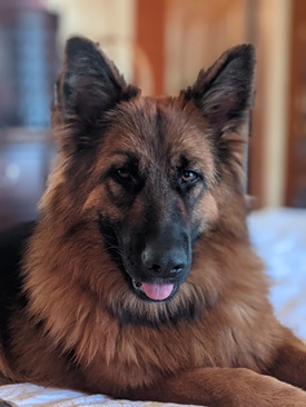 Logo for Von Hazel Haus German Shepherds